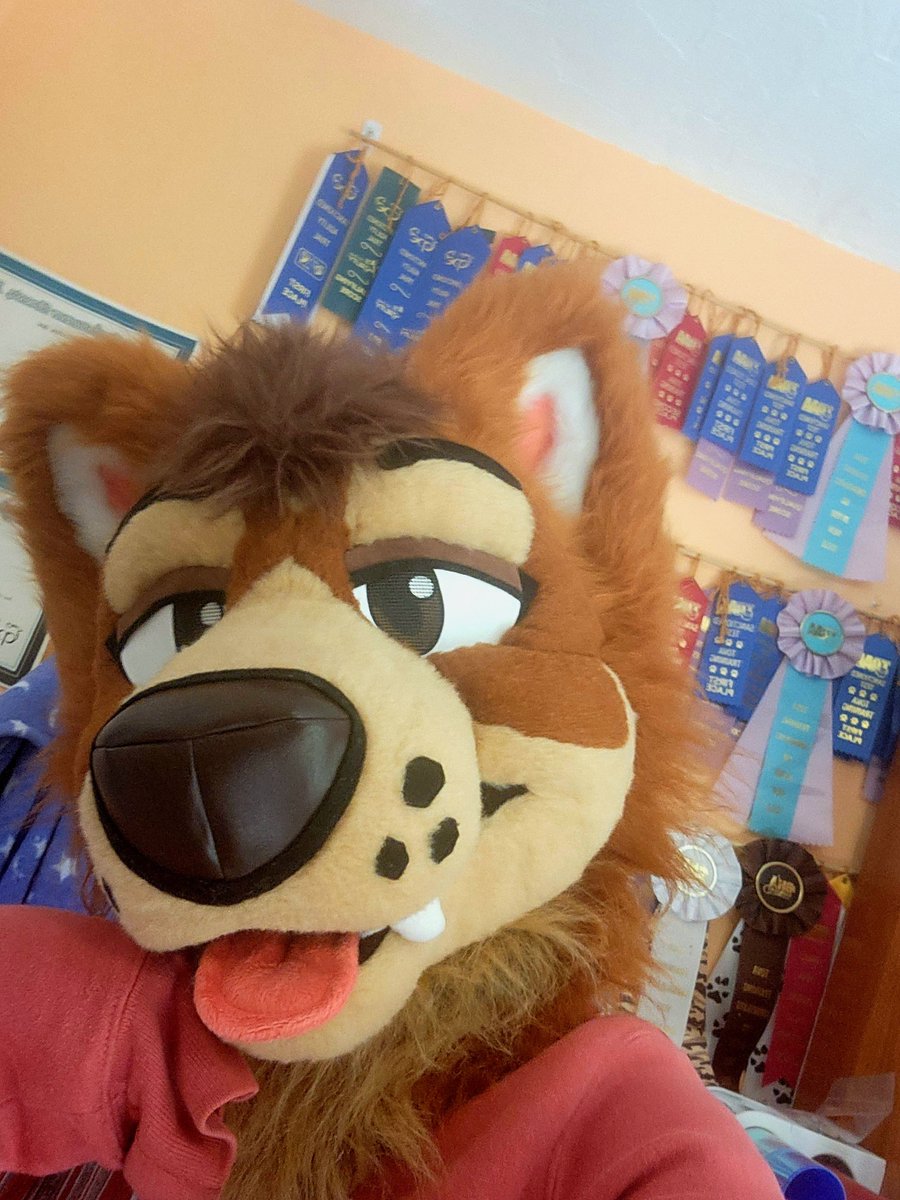 Do you think she won all those ribbons by being a good sled dog?🥇