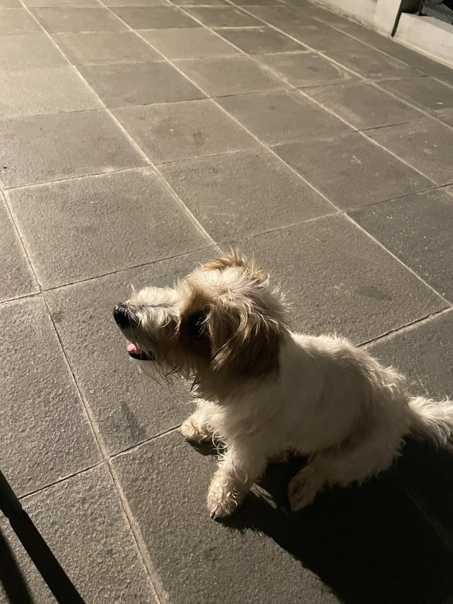 BiTriShiHi's tweet photo. Ajak willow jalan2 di our rooftop before leaving to jkt, miss u so much doggy🥺🥺. https://t.co/5Nt31lWycj