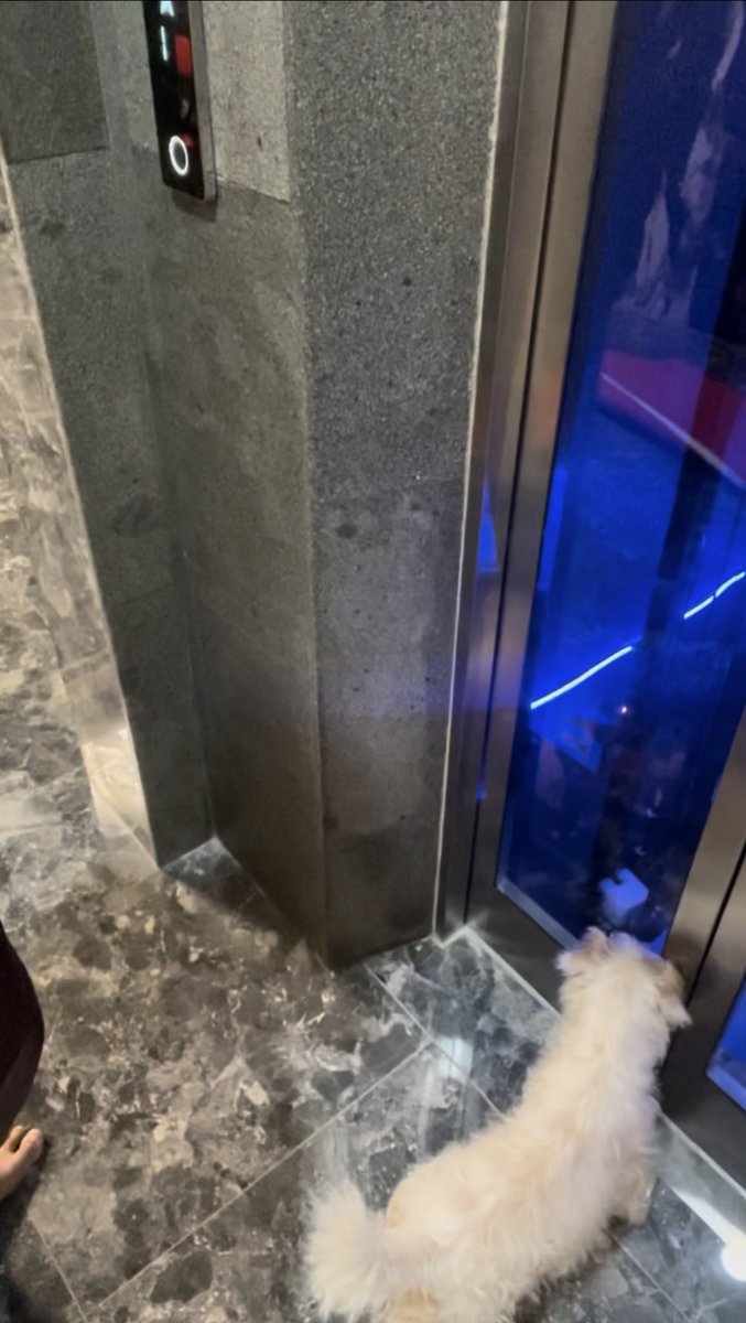 BiTriShiHi's tweet photo. Ajak willow jalan2 di our rooftop before leaving to jkt, miss u so much doggy🥺🥺. https://t.co/5Nt31lWycj