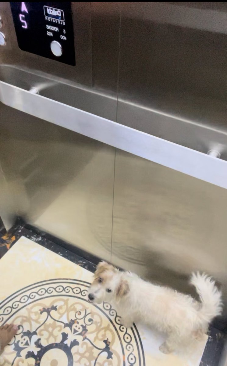 BiTriShiHi's tweet photo. Ajak willow jalan2 di our rooftop before leaving to jkt, miss u so much doggy🥺🥺. https://t.co/5Nt31lWycj