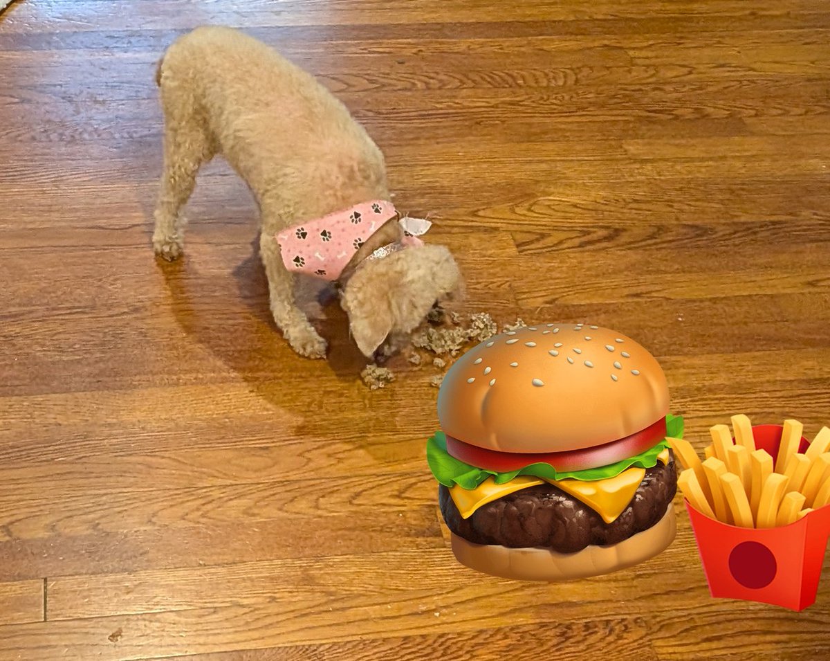 Day 18: cheeseburger

If you insist. I'll need fries with that. 

#dogsoftwitter #postafavpic4VioletSep25 <a href="/Violet_theNewfy/">Violet the Newfy 🌈 12/5/2025</a>