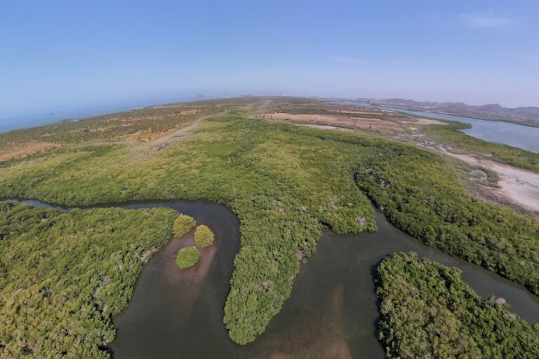 Estudios de la Universidad Autónoma de México revelan que el Estero de Urías presenta uno de los más altos niveles de contaminación por microplásticos a nivel mundial. 2/10 es.mongabay.com/2025/09/asi-se…