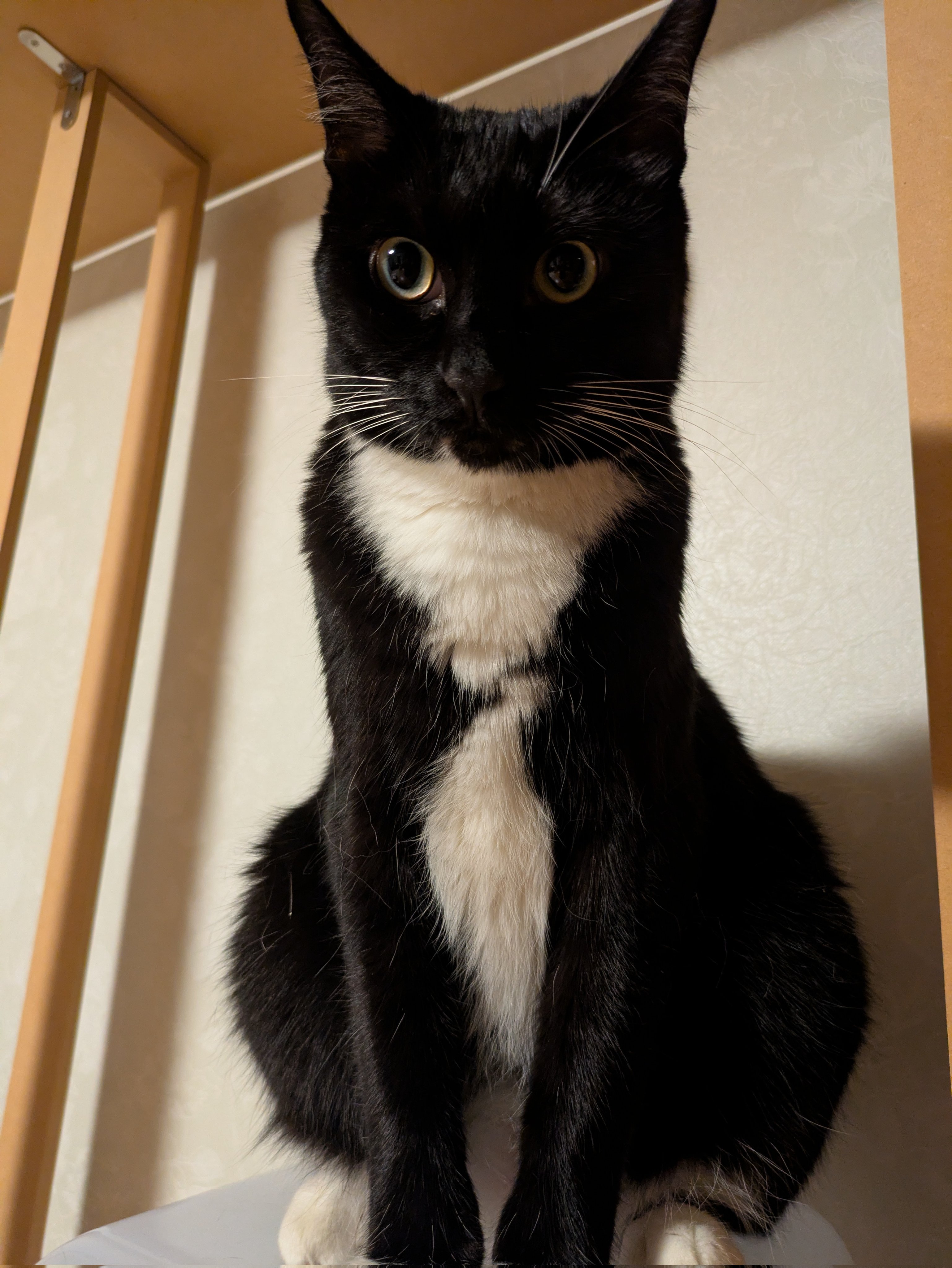 ふらんすねこ様♡ありがとうございます♡ masumi on X: 