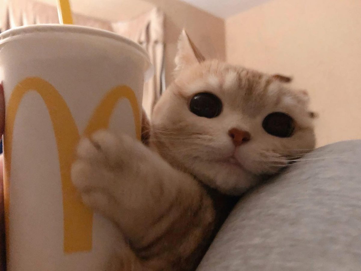 vptbs73875298's tweet image. マックにする？それともケンタにする？🍟