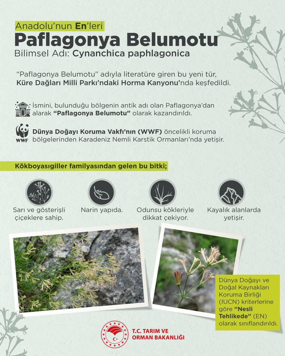 🍃 Anadolu’nun En’leri

🌼 Sarı çiçekleriyle göz alıcı, narin yapısıyla eşsiz…

🌿 Küre Dağları’nda keşfedilen Paflagonya Belumotu, sadece Anadolu’da var!