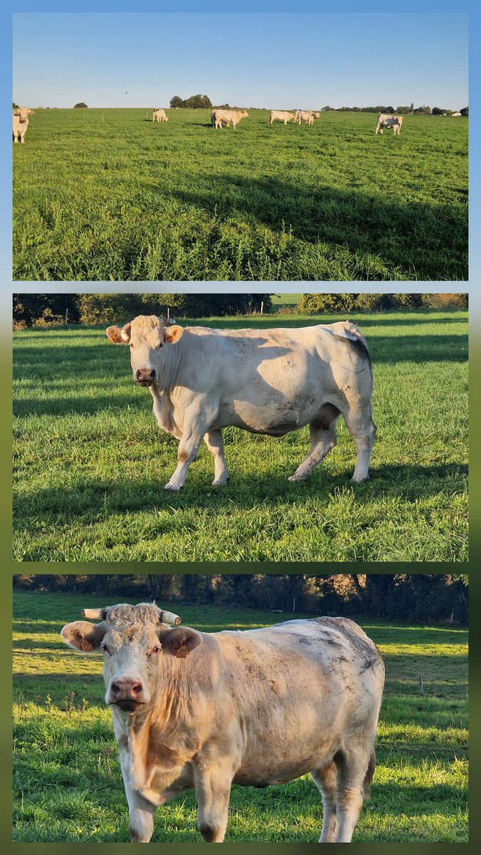 Avec les pluies de ces dernières semaines et la chaleur du moment c'est la reprise du pâturage après plus de 2 mois d'interruption, ça fait du bien aux vaches et à son éleveur 😅
#ceuxquifontlaviande