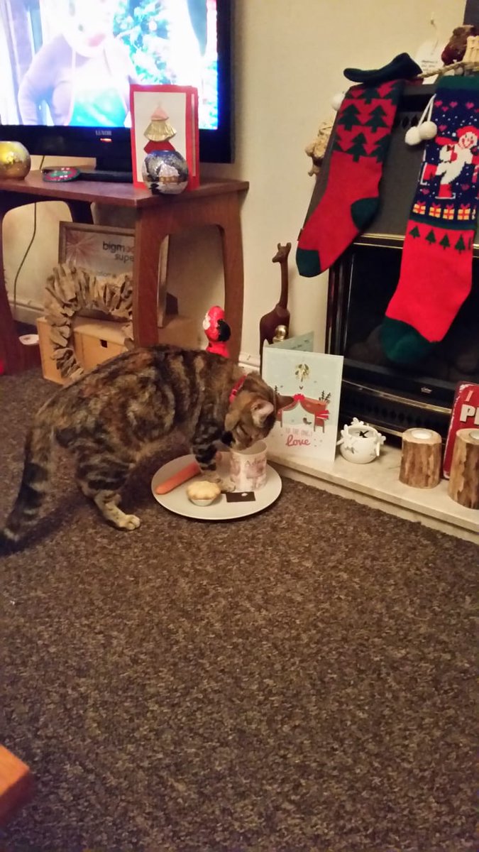 🐾 New Cwtch: Legendary Cats (and One Very Real One)
From Snoopy’s nemesis and Salem to Smelly Cat and Schrödinger’s Cat… plus a tribute to our own Flo, who left pawprints all over our lives.

Read here 👉 open.substack.com/pub/clarysaddl…
🐾 Bottoms up, Flo.