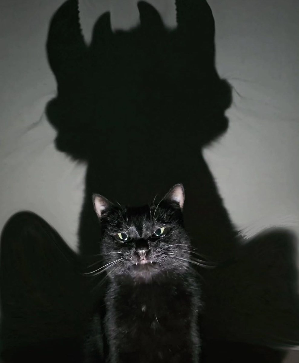 cats with powerful aura tweet media