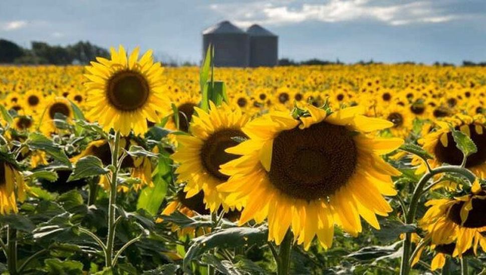Mitre y el Campo (@mitreyelcampo) on Twitter photo Siembra de girasol en la Argentina:
-En el centro norte de Santa Fe avanzó un 65% sobre la proyección de 150.000 hectáreas en esa parte del país. Un 13% más interanual.
-Se continúan observando daños significativos por ataques de cotorras, palomas y cardenales.
<a href="/MartinSteeman/">Martín Steeman</a> Siembra de girasol en la Argentina:
-En el centro norte de Santa Fe avanzó un 65% sobre la proyección de 150.000 hectáreas en esa parte del país. Un 13% más interanual.
-Se continúan observando daños significativos por ataques de cotorras, palomas y cardenales.
<a href="/MartinSteeman/">Martín Steeman</a>