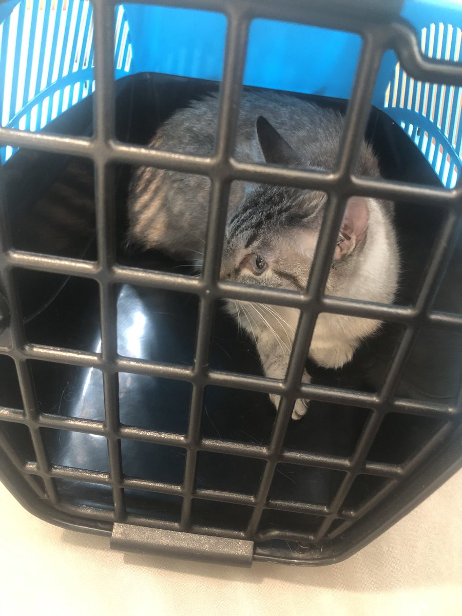 Spent almost 400 euros at the vet today because my cat ate a toxic plant and had to stay there for a night on observation…how’s your week going?