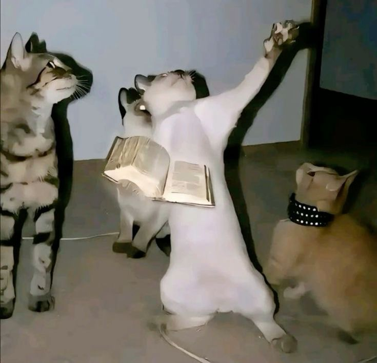 Sylvain/LeknerBill tweet media