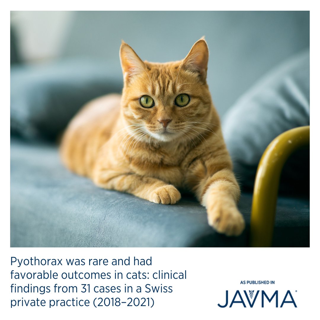 AVMAJAVMA's tweet image. Clinicians should maintain a high index of suspicion for #pyothorax in lethargic or anorexic cats, even without clear respiratory distress. Open access article: jav.ma/pyothorax #empyema #pleuraleffusion #thoracocentesis #cat