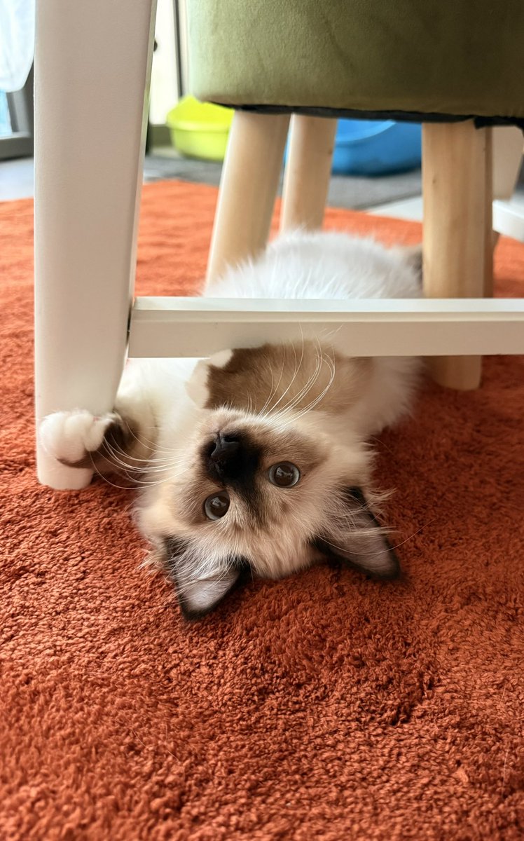 wintersylum's tweet photo. je vous présente mon fils 🤧🐱 

(il peut devenir ambassadeur animaux chez vous @gentlemates) https://t.co/HnwRZ6y12N
