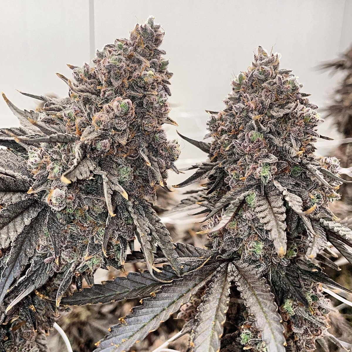 Purple Lemonade 🍋