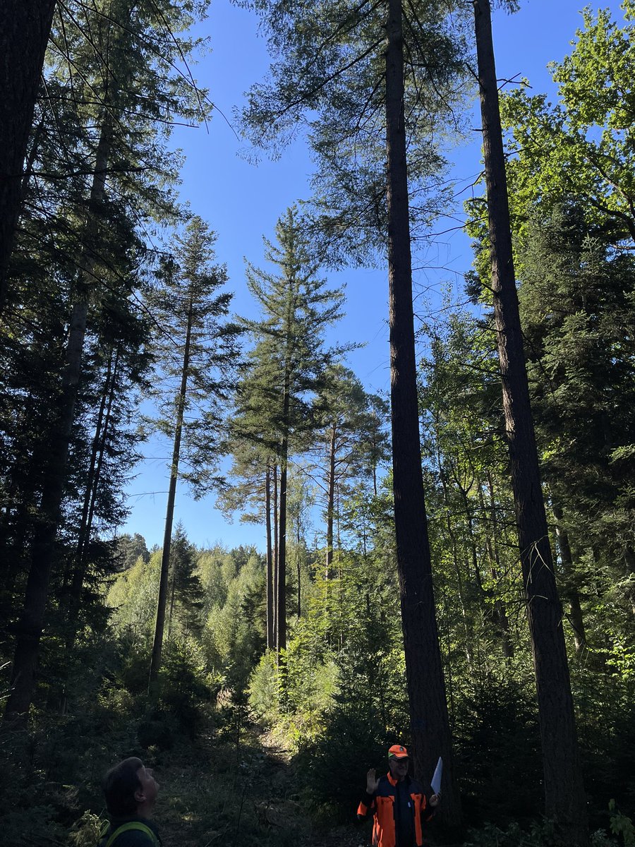 DerWaldmichel's tweet photo. #ANW #Landestagung 2025 in Fichtenberg
Heute war Start der zweitägigen ANW-Landestagung. Wir konnten viele tolle Waldbilder mit unterschiedlichen Stadien des #Dauerwald|es betrachten und diskutieren…. https://t.co/iDceS3jD71