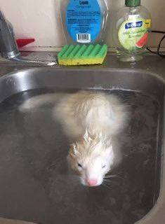 a CAT who loves raiden tweet media