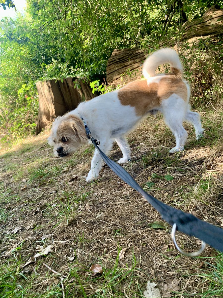 Ada McVean | Trans Rights Are Human Rights (@adamcvean) on Twitter photo One year and at least 4 pairs of sunglasses ago ft. Dexter and his snaggle teeth as I’m in dog sitting withdrawal One year and at least 4 pairs of sunglasses ago ft. Dexter and his snaggle teeth as I’m in dog sitting withdrawal