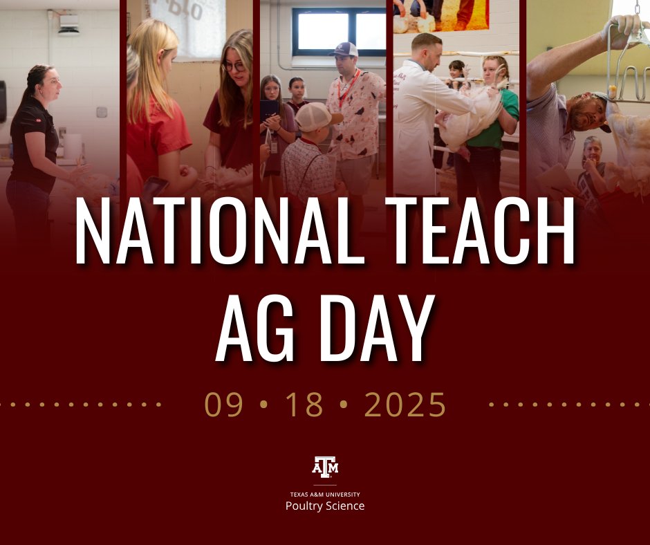 TAMUPOSC's tweet image. Texas A&amp;amp;M – where the “A” still stands loud and proud for agriculture! 🐔