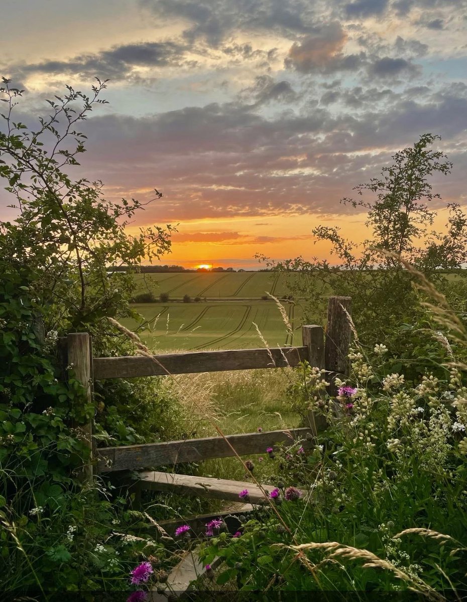 greendreamvibes's tweet image. 