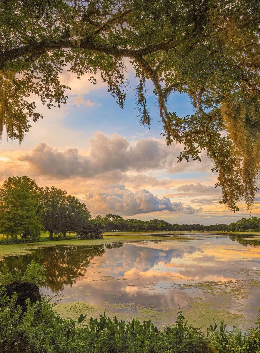 greendreamvibes's tweet image. 