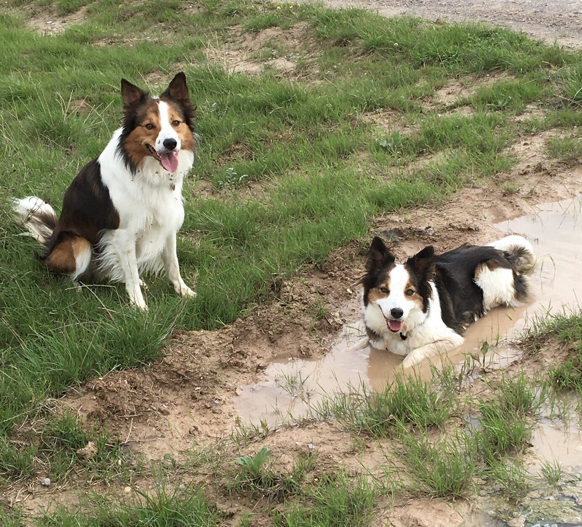 Today has been warm so is impawtent to cool off 😎