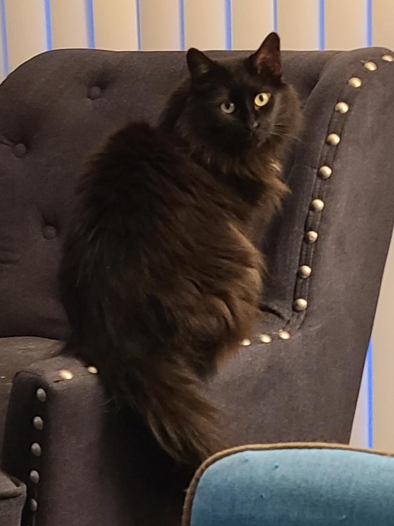 Prophecyph tweet media