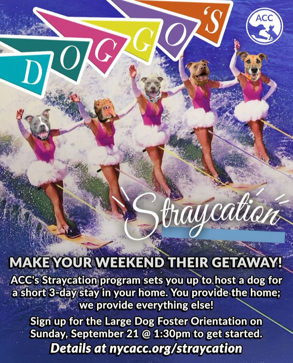 anja_brckner3's tweet photo. #Popadoo would #love to go on a #Straycation with you 🩵 https://t.co/0exhQFvcZM