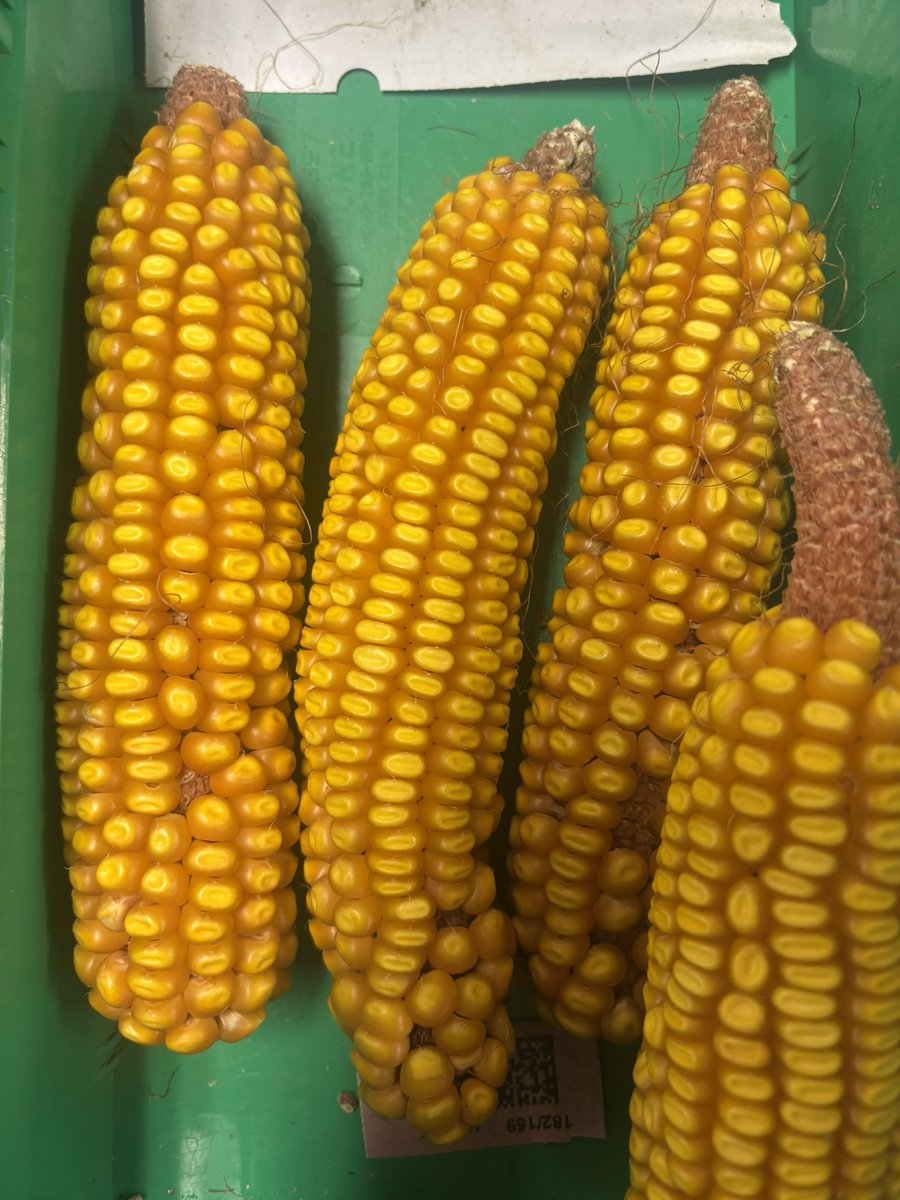 Zach King tweet media