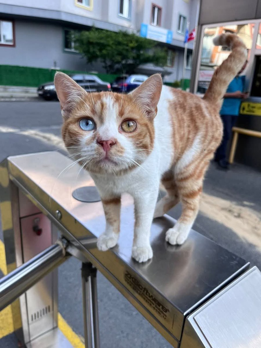 Muhteşem gözlü kediyi terk etmişler. Bakın ne kadar da güzel ve farklı. Yuva arıyor, onu terk etmeyecek bir aileye ihtiyacı var 😢