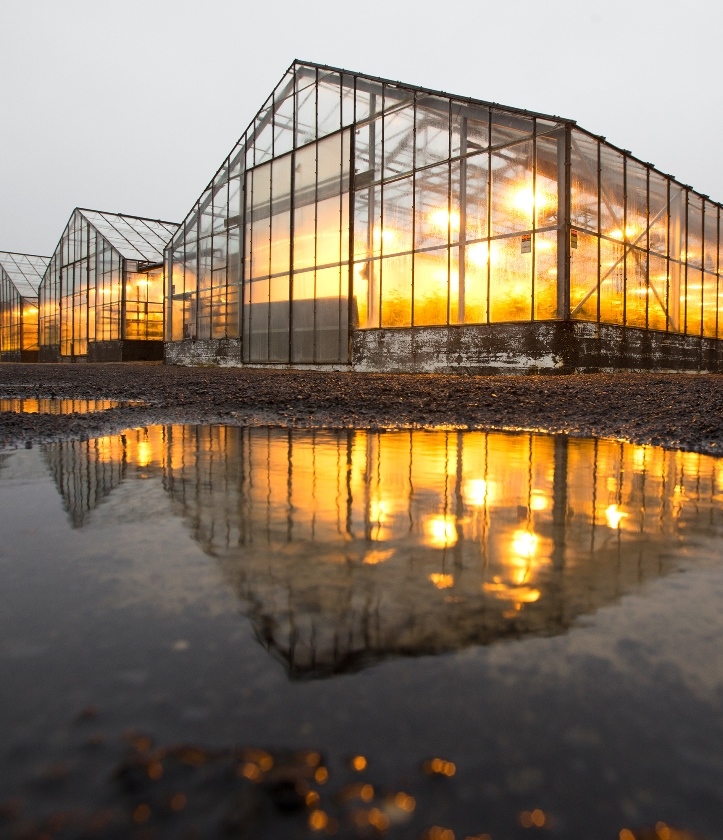 GualalaRobotics's tweet image. It’s all about speed of production. LightRail grow light movers for faster growth, increased yield. LightRail3.com #lightmover #greenhousefarming