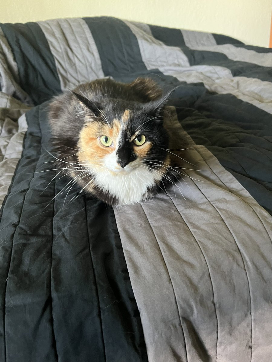 Dbuck_'s tweet photo. Partially burnt loaf https://t.co/qOR8s3dNmH