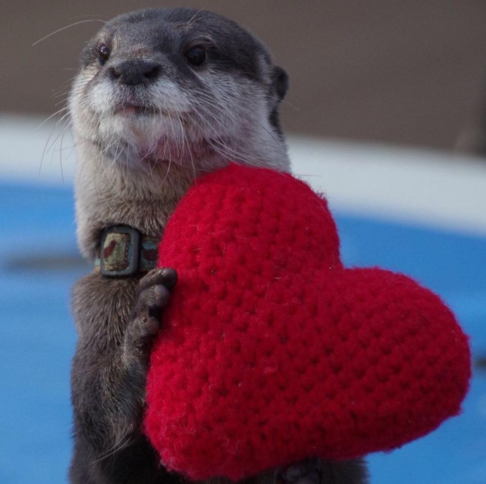 In_Otter_News2's tweet image. Smile, this otter loves you.