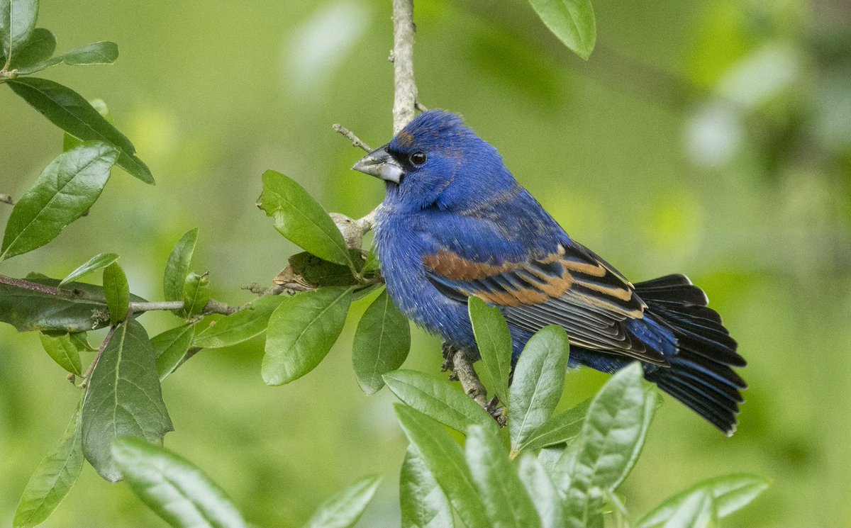 U.S. Fish and Wildlife Service (@usfws) on Twitter photo Blue grosbeaks are summer visitors across the central and southern U.S. Males sing their songs from high perches, flashing their brilliant blue. Females stay camouflaged while raising up to two broods each year in hidden, shrub-covered nests.
Photo: Roy Freese Blue grosbeaks are summer visitors across the central and southern U.S. Males sing their songs from high perches, flashing their brilliant blue. Females stay camouflaged while raising up to two broods each year in hidden, shrub-covered nests.
Photo: Roy Freese