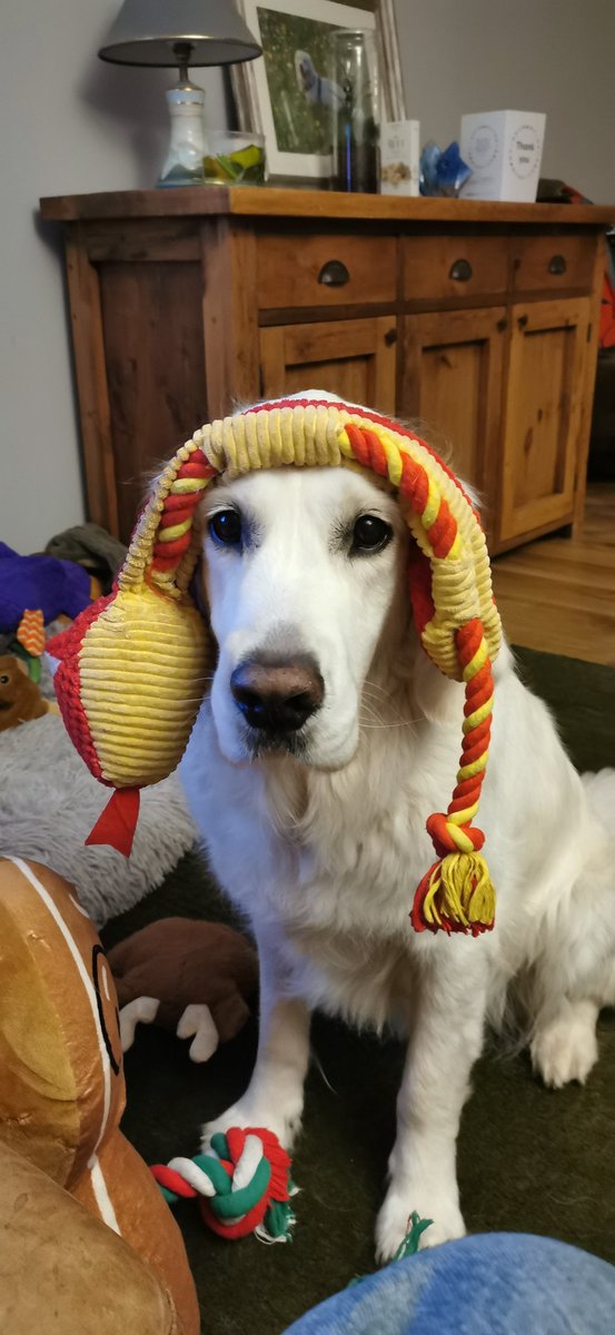 Don't think Hugo is happy with my engagement with him this evening
#GoldenRetrievers