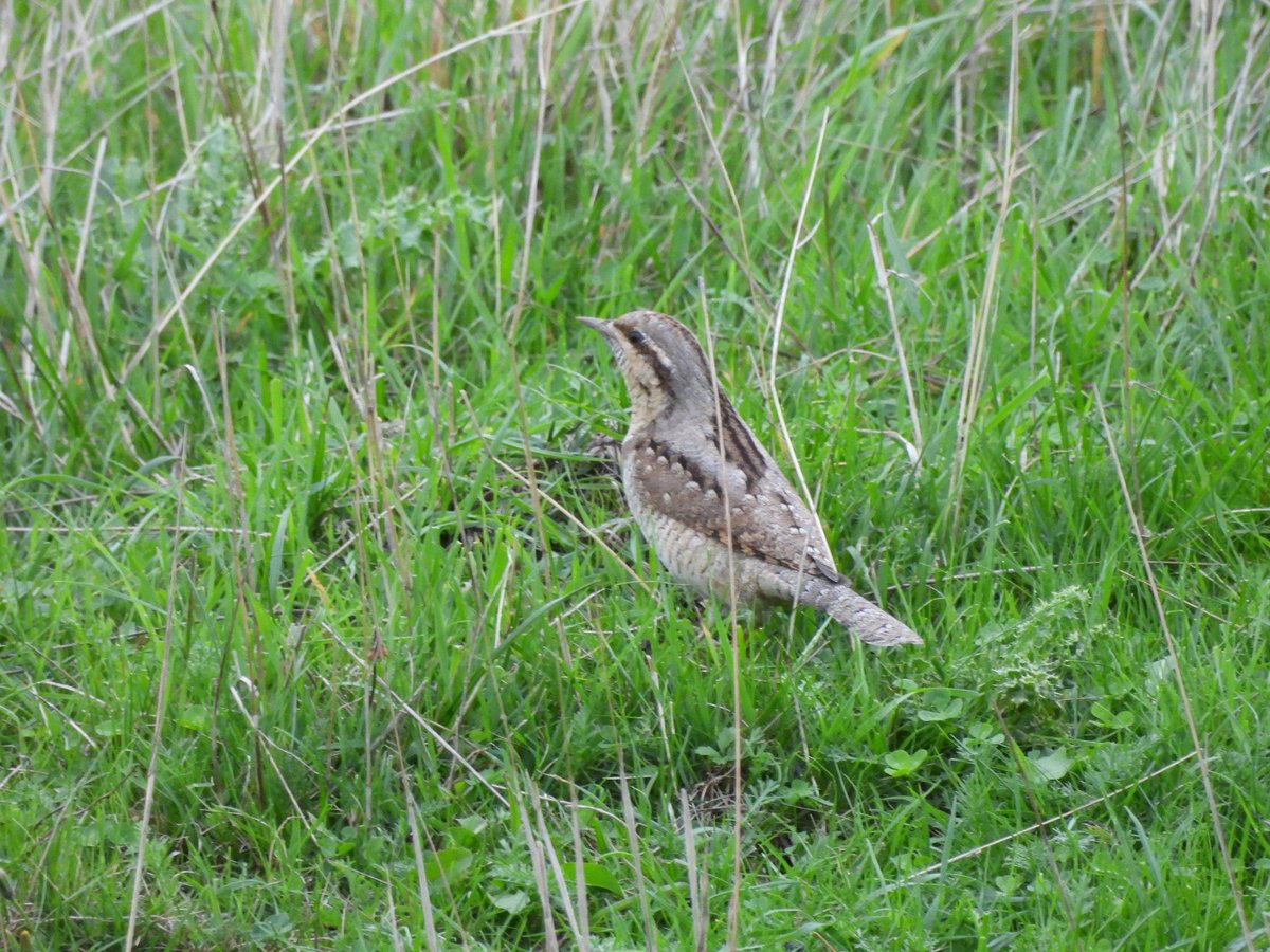 TimNobby's tweet image. Wryneck on patch this evening from Seaton marshes hide, Seaton, Devon. A very elusive bird that may have been around since 3rd September.