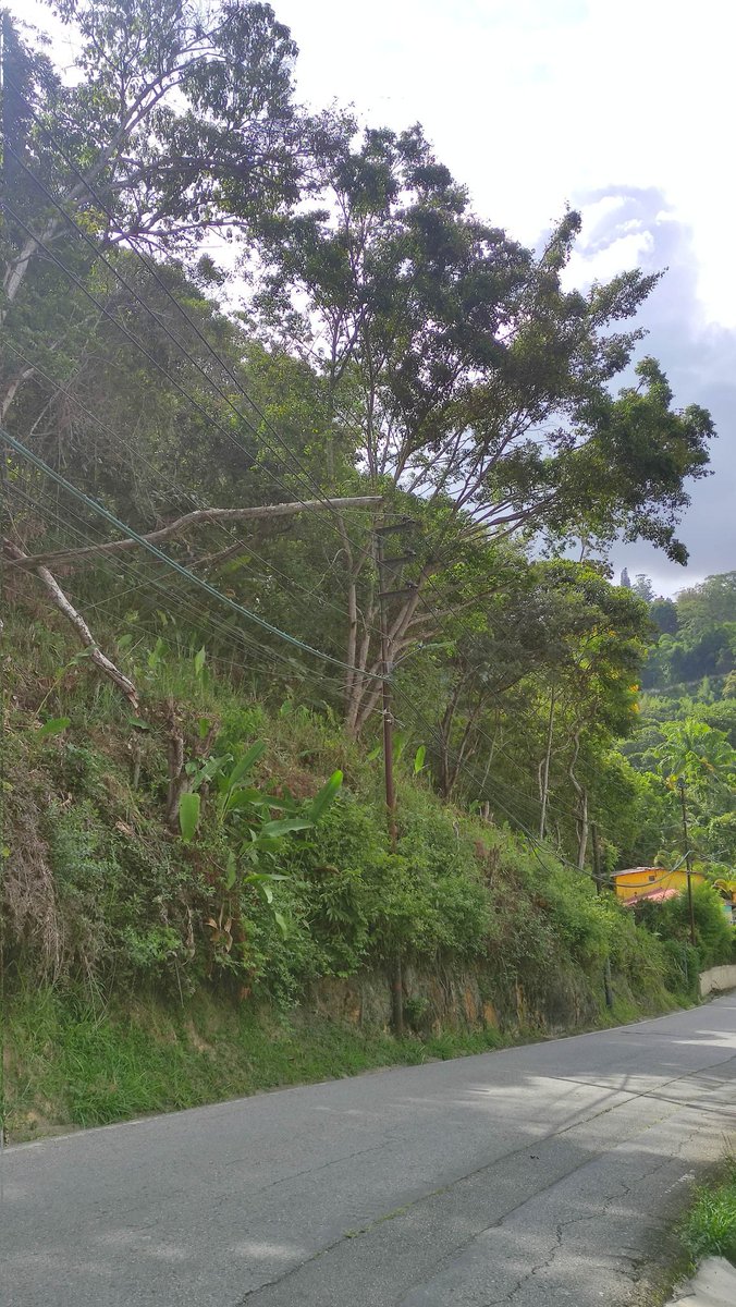 Tronco caído sobre el tendido eléctrico vía la unión donde está club de equitación hiparion, no solo le está haciendo presión a los cables sino que puede caer sobre algún vehículo <a href="/ElHatillo/">Alcaldía El Hatillo</a> <a href="/ServiciosEH/">ServiciosElHatillo</a> #/<a href="/CorpoelecInfo/">Corpoelec Informa</a>