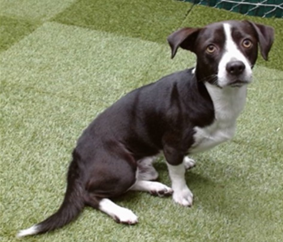 🆘🐾🆘 Village, thank you for so many shares of MARTEE's first post. He's still at Downey #California ACC. Just 7 months old, 16 lbs now. Please go check out this good boy ASAP. Downey is still 60 dogs over capacity 😱
#A5722339 info⬇