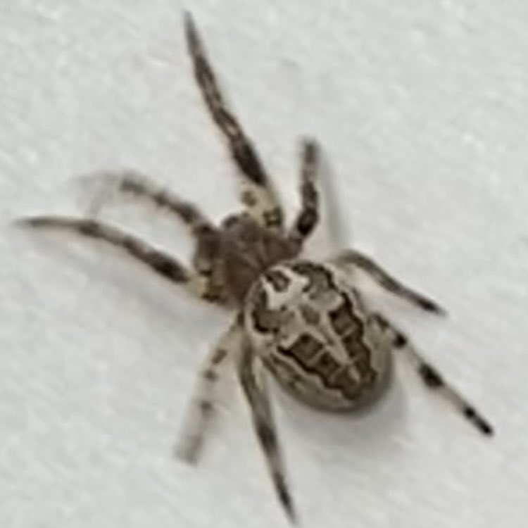 leysbiotutor's tweet image. Give me a bit of a scare with “Friday Eve” 🫣

We have been seed harvesting this week, and spider surveying!
#OutdoorEdChat