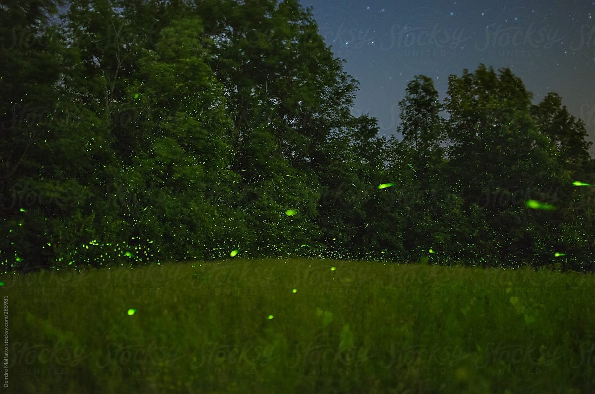 If God can light up a bugs butt...just think what he can do for you

also helps if you don't spray pesticides in your pasture.