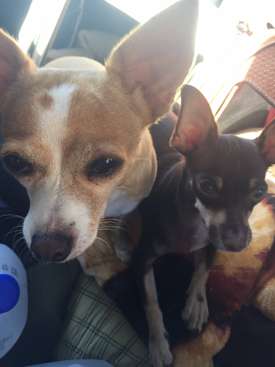 beckywinston's tweet photo. When you have a trio 🐶🥰 https://t.co/Uxka1uXoux