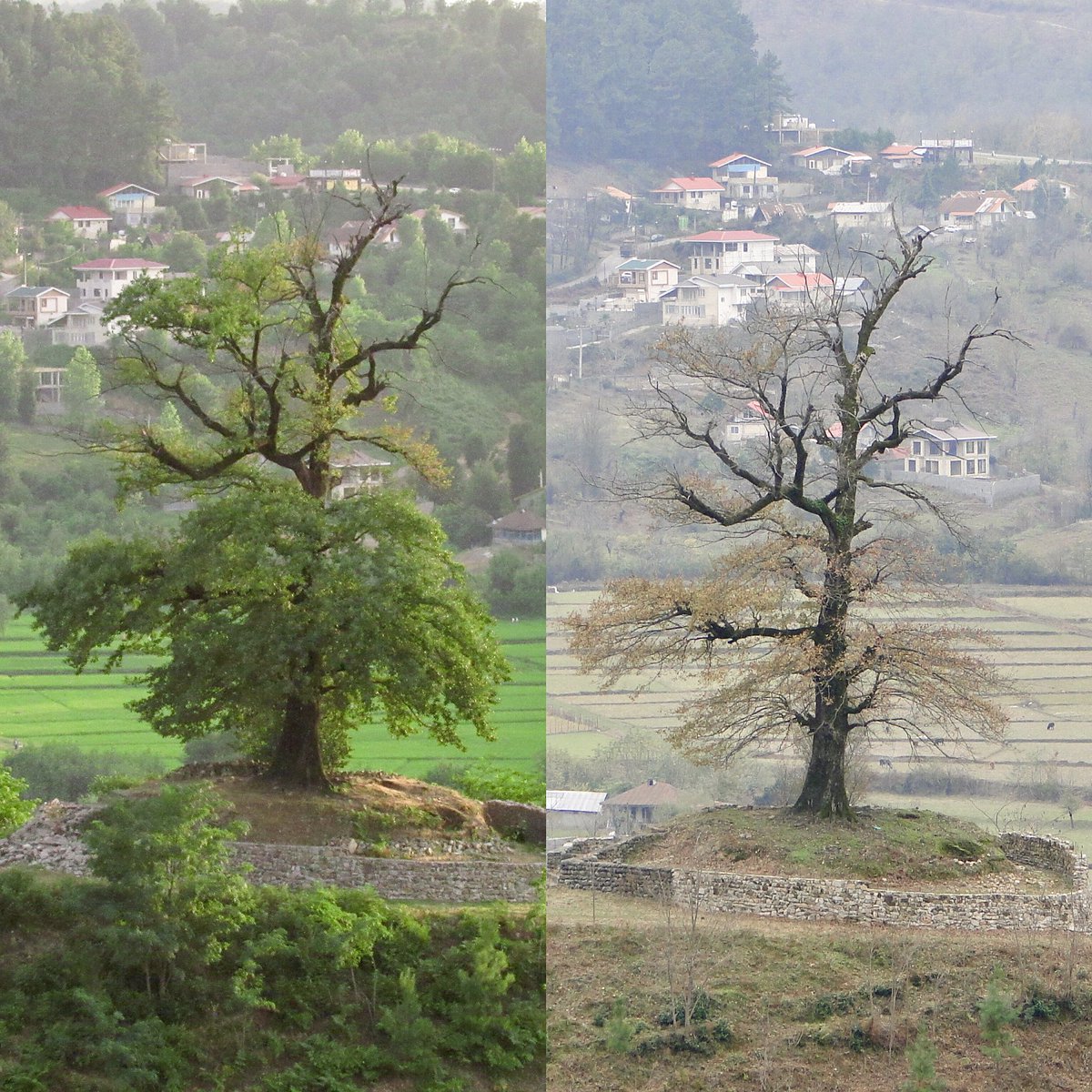 HFExplorer's tweet image. درخت بلوط کهنسالی رو که مدت ها ازش عکس میگرفتمم اتیش زدن