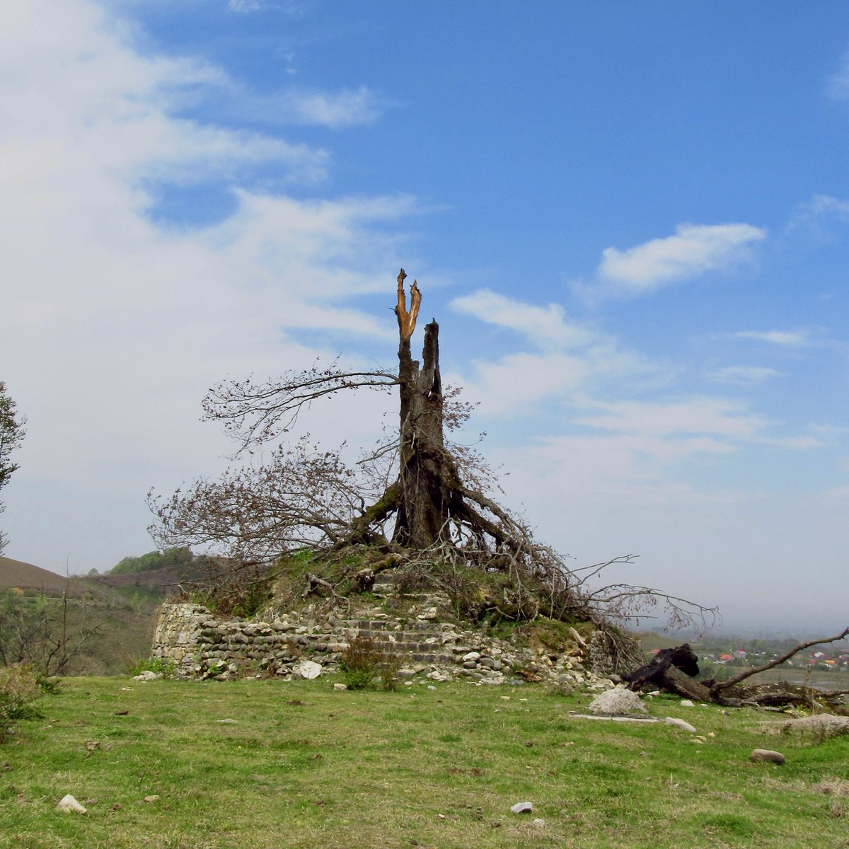 HFExplorer's tweet image. درخت بلوط کهنسالی رو که مدت ها ازش عکس میگرفتمم اتیش زدن