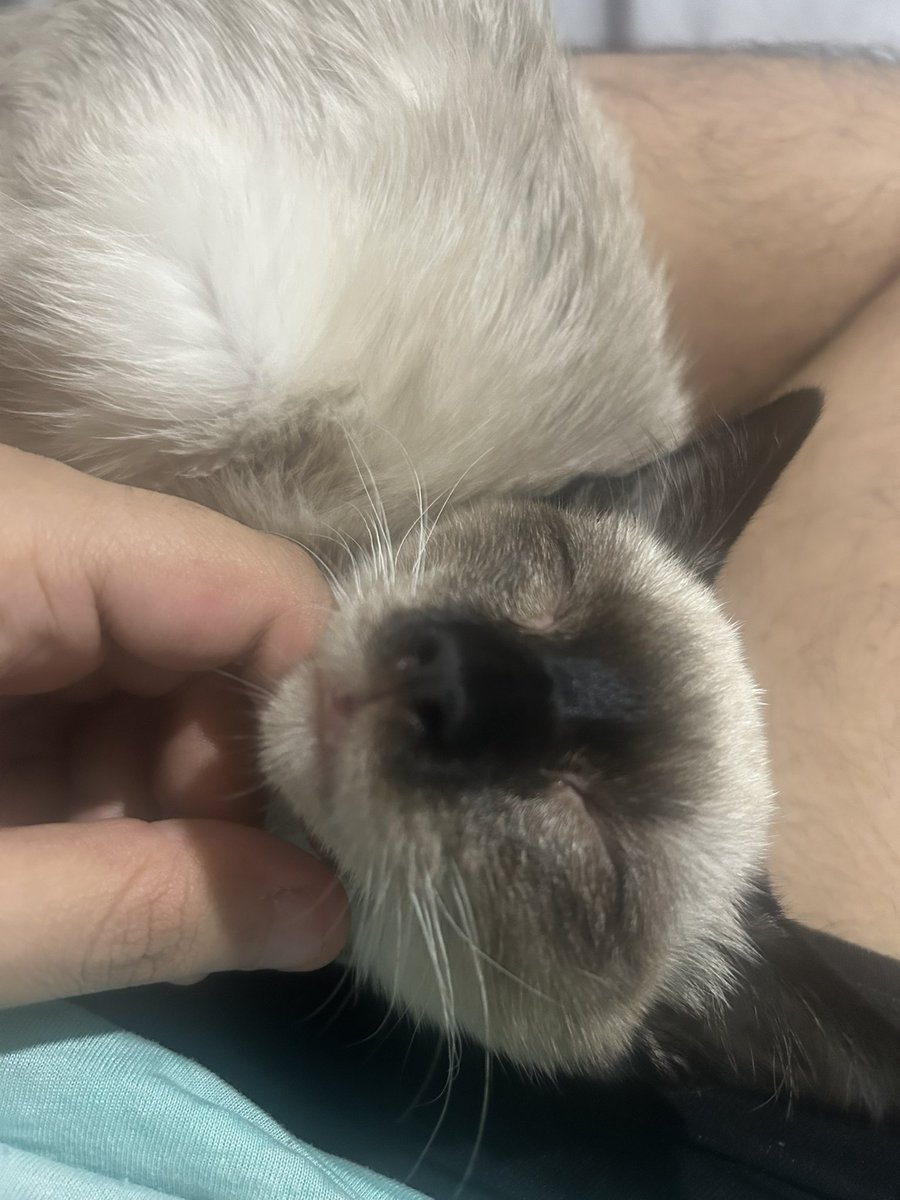 HerrerFx's tweet image. Hi, many don’t know me but I want to share my cat’s situation: my loyal therapy kitty was diagnosed with leukemia and FIP. I’m also in psychiatric treatment and struggling financially. I’m offering art commissions or donations:
 
ko-fi.com/herrerfox