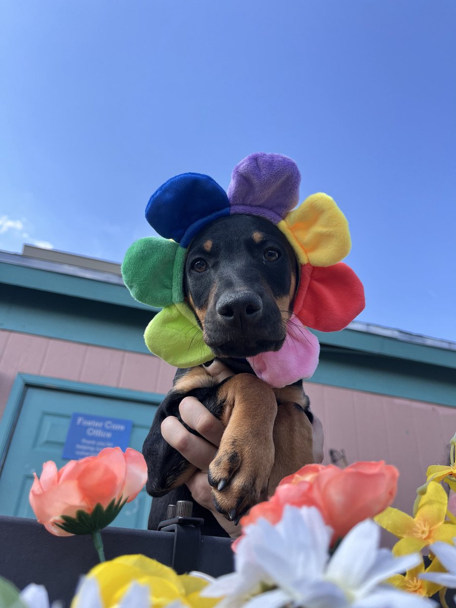 This is Aster, Geranium, Larkspur, Orchid, Periwinkle, Poppy, Snapdragon, Yarrow, and Zinnia, AKA the Flower Puppies. All nine of them were surrendered with parvovirus, a highly contagious viral disease that is often fatal in puppies. Thanks to your support of our 'tell your dog