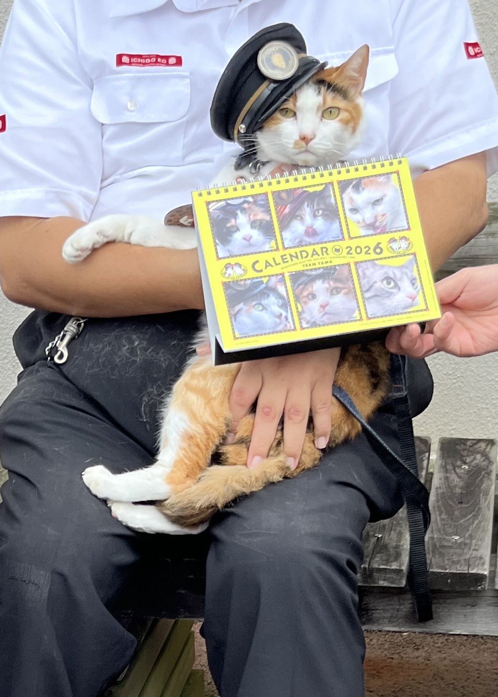 たま駅長 たま駅長8年祭に猫砂「脱臭梅」を販売！ | 和歌山電鐵