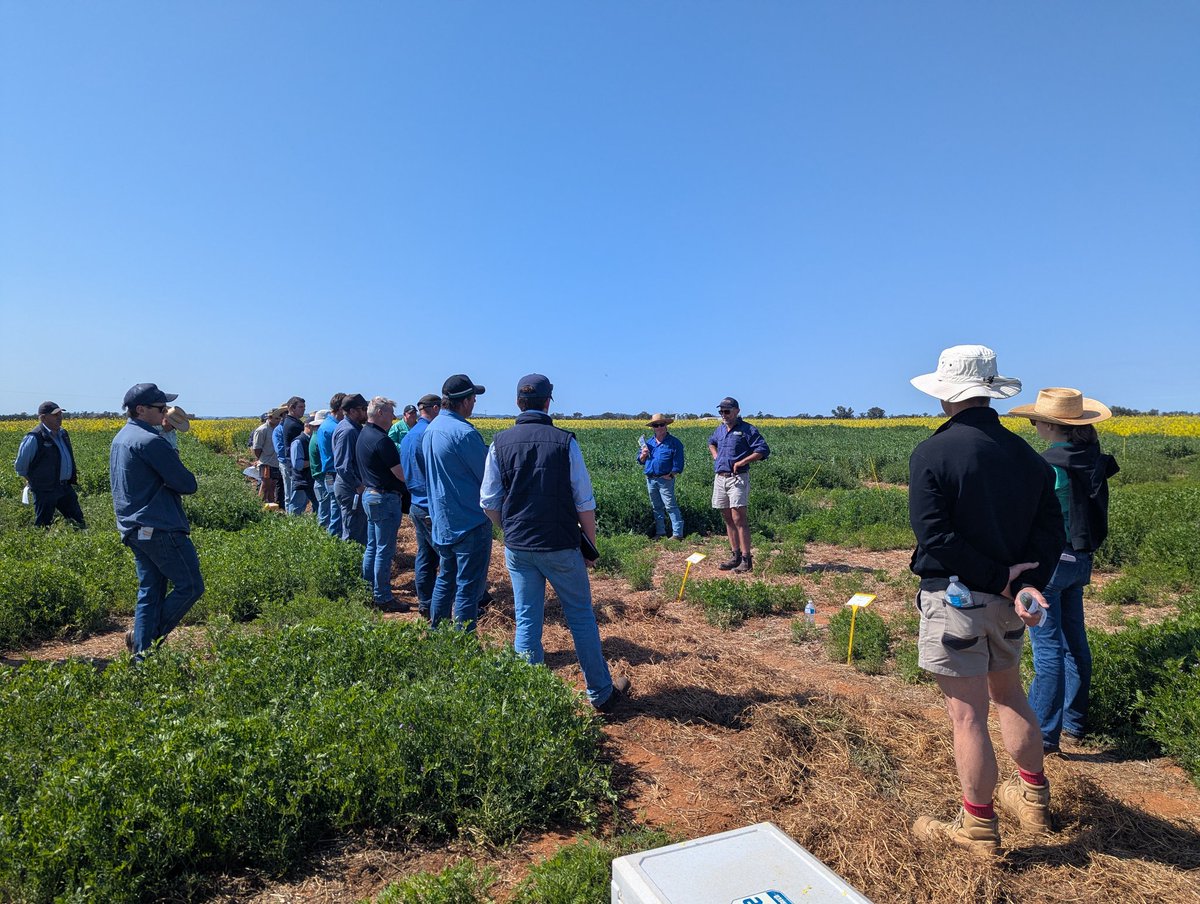 Another cracking morning for a field walk, checking out pulses at Geurie with <a href="/brill_ag/">Rohan Brill</a>. <a href="/GRDCNorth/">GRDC North</a> <a href="/MaurieStreet/">Mauriestreet</a>. Thanks to the OBrien for hosting us.