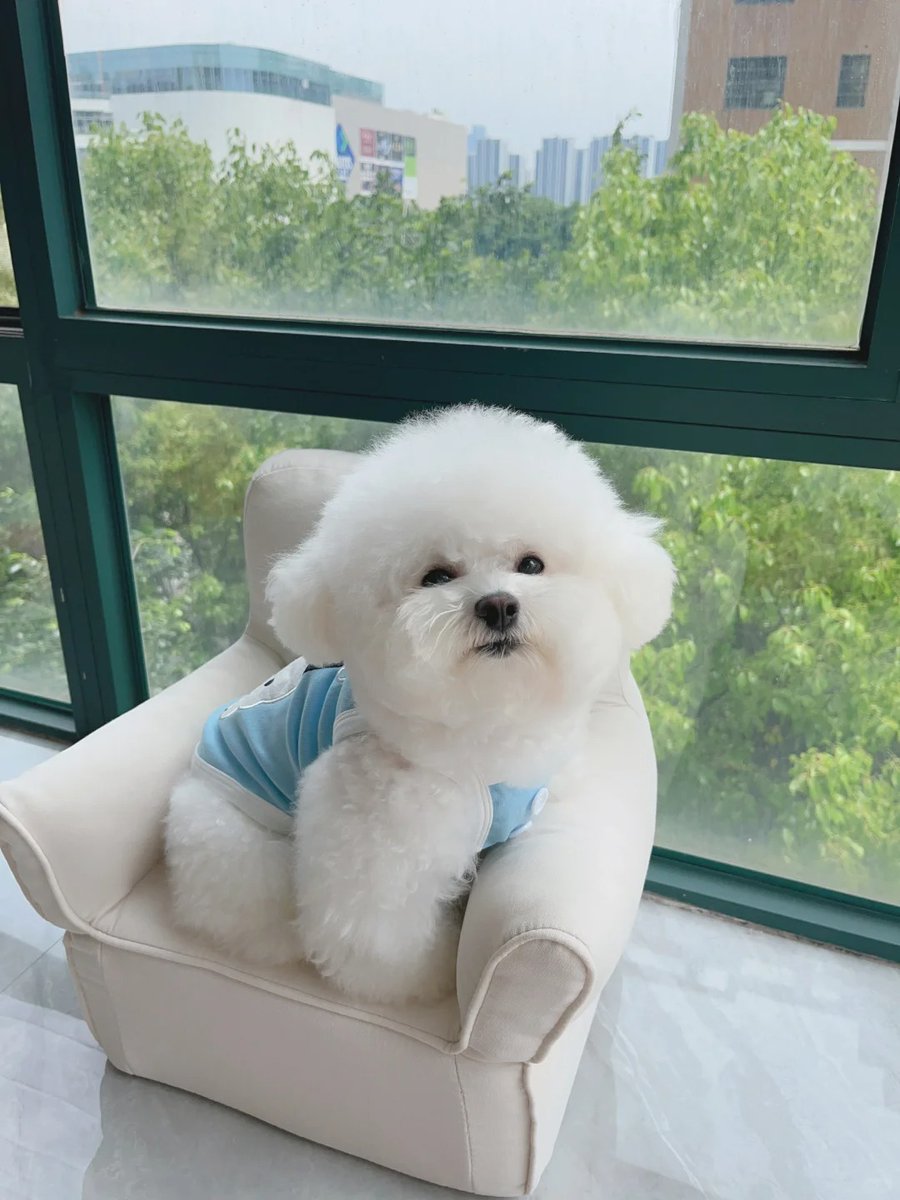 Gianna20004's tweet image. Every day is better with a puppy
#PuppyLove