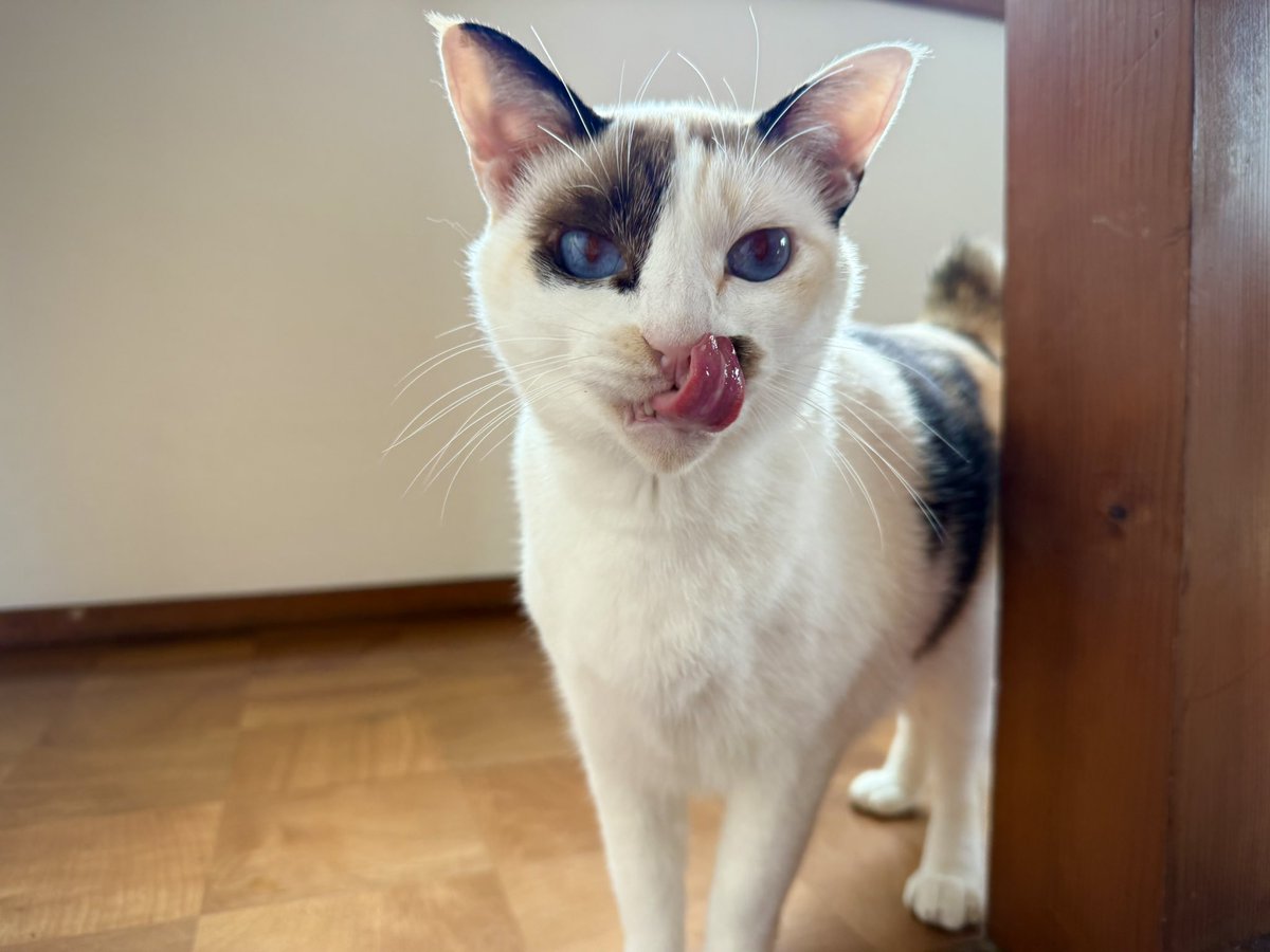 ごはんまだ？

#猫好きさんと繋がりたい #猫の居る暮らし