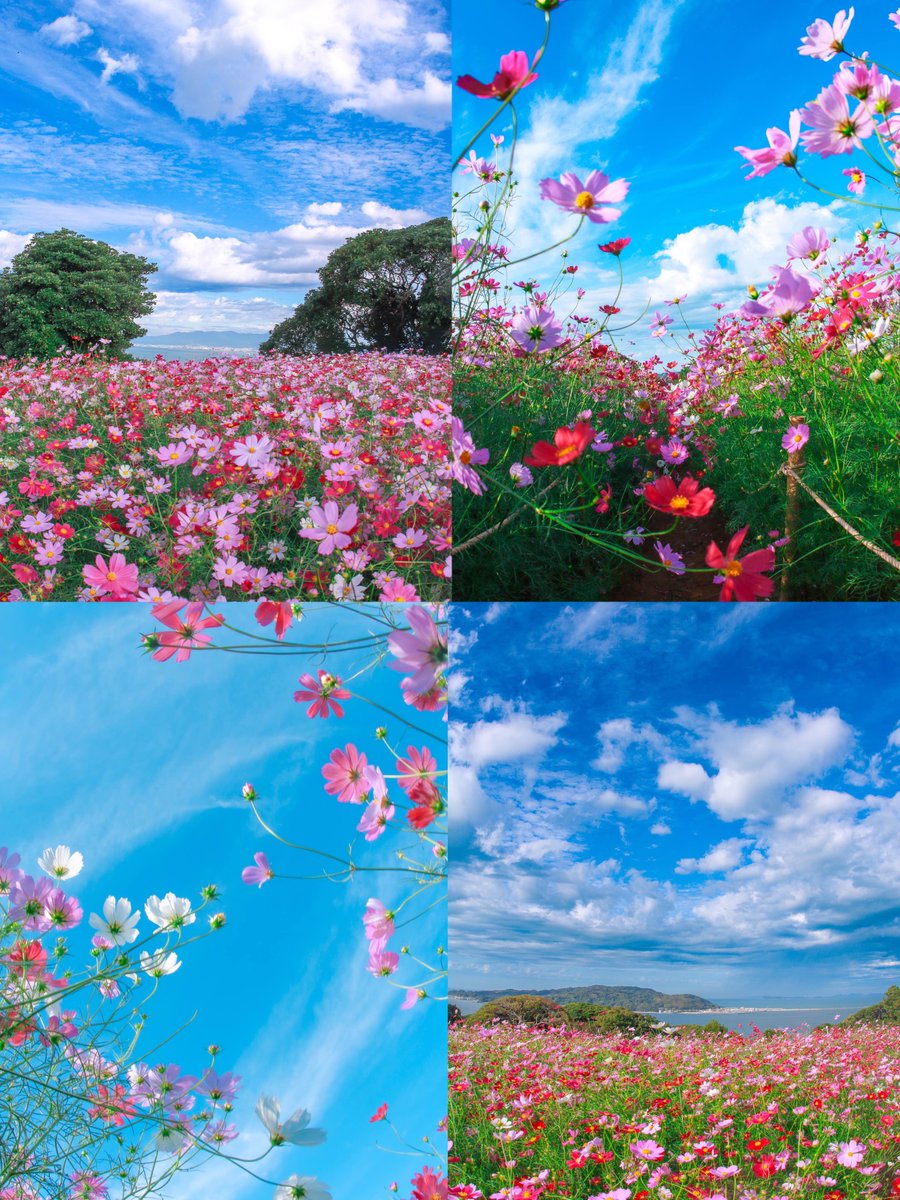 ねこ♡ページ Amazon | さんけい みにちゅあーとキット スタジオジブリ
