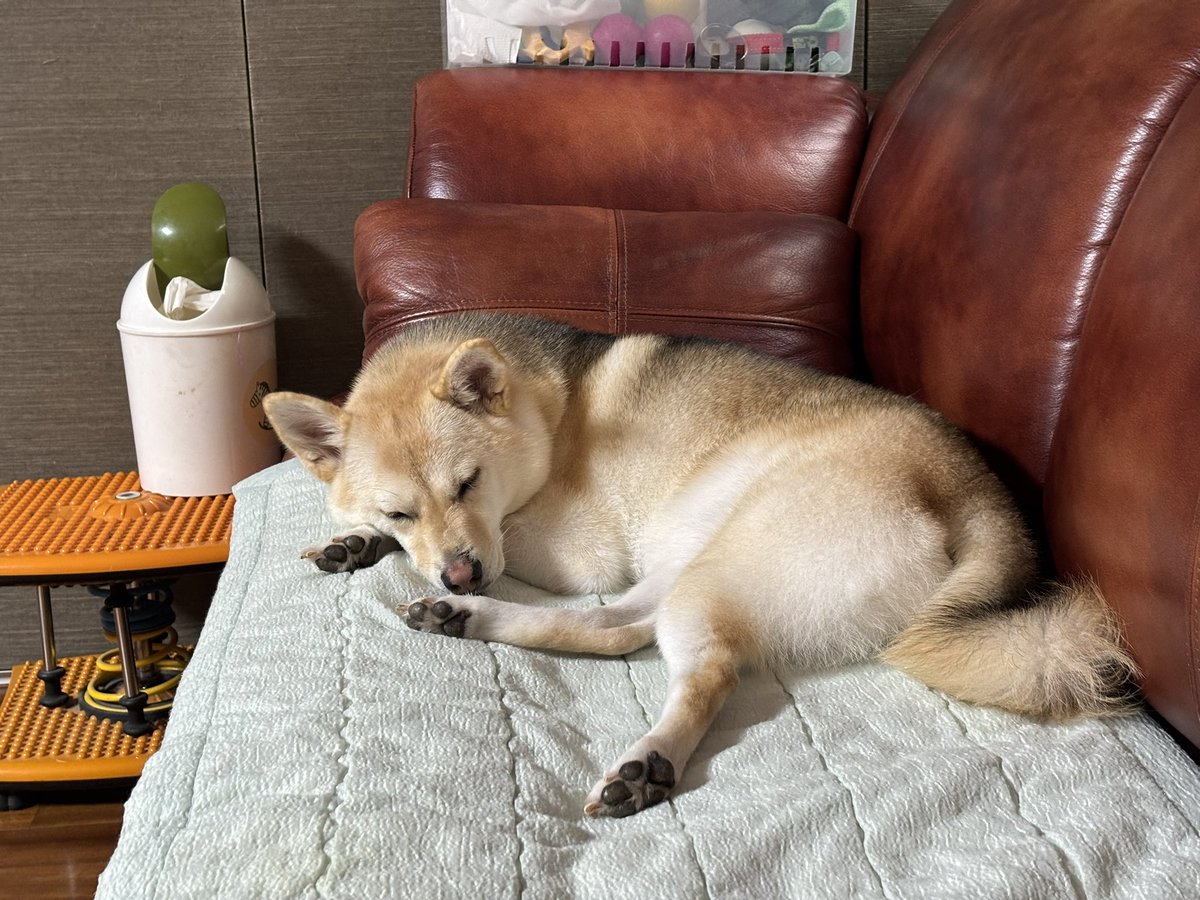 귀여움한도초과임